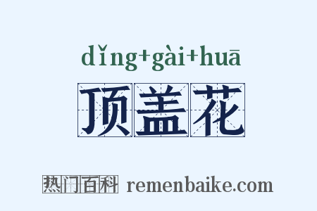 顶盖花是什么意思的图片